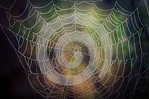 Spider web with water drops