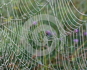 Spider web with water drops