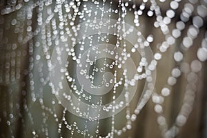 Spider web with water drops.