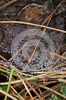 Spider web - water drops