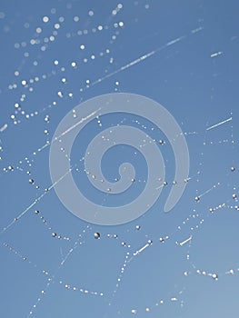 Spider web water drops
