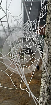 Spider web with water drops and chickens behind