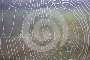 Spider web with water drops closeup. Spiderweb with dew on thread. Beautiful big spider net with drops in morning fog.