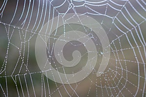 Spider web with water drops closeup. Spiderweb with dew on thread. Beautiful big spider net with drops in morning fog.