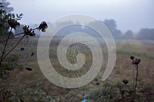 Spider web with water drops closeup. Spiderweb with dew on thread. Beautiful big spider net with drops in morning fog.