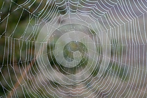 Spider web with water drops closeup. Spiderweb with dew on thread. Beautiful big spider net with drops in morning fog.