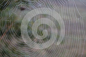 Spider web with water drops closeup. Spiderweb with dew on thread. Beautiful big spider net with drops in morning fog.