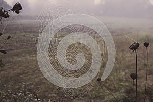 Spider web with water drops closeup. Spiderweb with dew on thread. Beautiful big spider net with drops in morning fog.