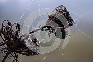 Spider web with water drops closeup. Spiderweb with dew on thread. Beautiful big spider net with drops in morning fog.