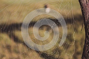 Spider web with water drops closeup. Spiderweb with dew on thread. Beautiful big spider net with drops in morning fog.