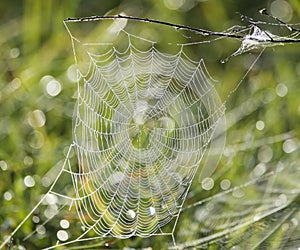 Spider web with water drops