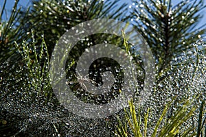 Spider web with water drops hanged on it