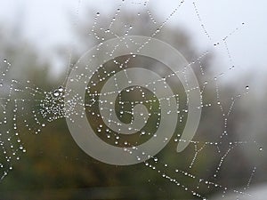 Spider web with water drops like pearls