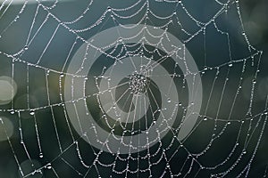 Spider web with water drops. Nature concept background. Selective focus