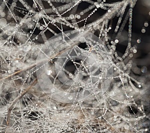 Spider web with water drops. Nature concept background. Selective focus