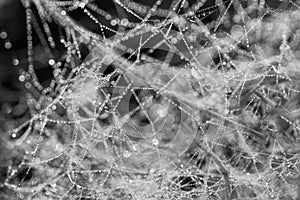 Spider web with water drops. Nature concept background. Selective focus. Black and white