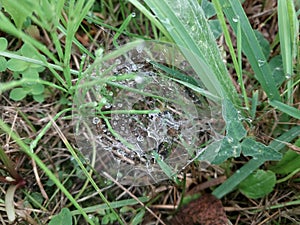 Spider web with water drops after rain