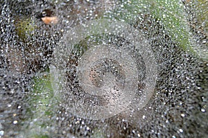 Spider web with water drops after the rain