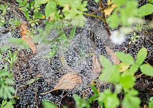 Spider web with water drops.