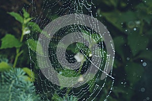 Spider web with water drops.