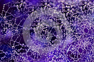 spider web with water drops