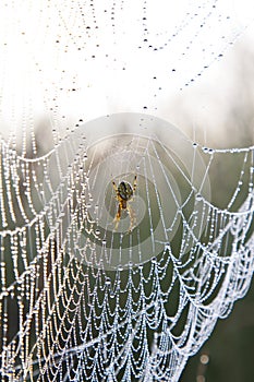 Spider web with water drops under sunlight