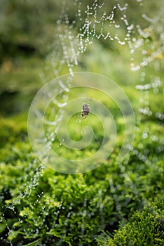 Spider on a web wet with dew droplets
