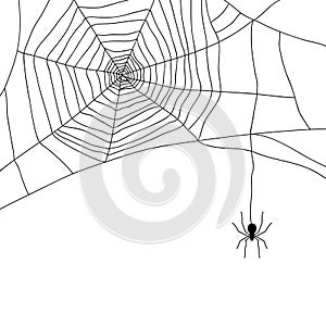 Spider and web on white,