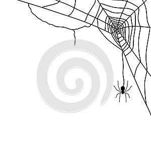 Spider and web on white,