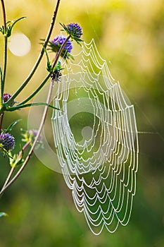 spider web and wild plant nature scene close up photography with blurry bokeh background view vertical format