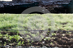 Spider web on wooden fence