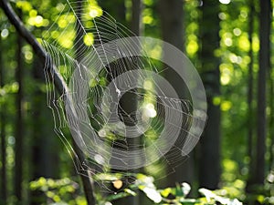 Spider Web In the Woods