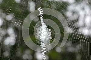 Writing Spider Web