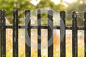 Spider webb on fence in the morning