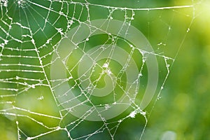 Spider web against green blured background