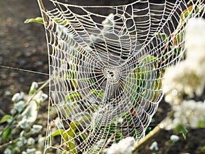 The spider webs.