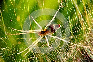 Spider in webs