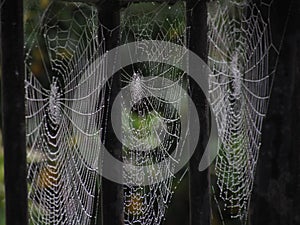 Spider webs