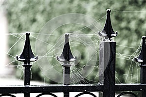 Spider webs along the points of a fence