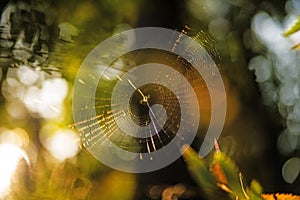 Spider webs in back light