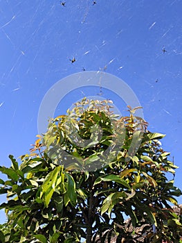 Spider webs background blue sky