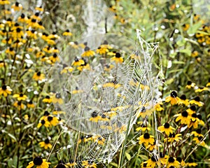 Spider Webs With Black Eyed Susan Flowers