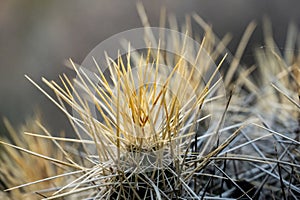 Spider Webs Connect The Tips of Cactus Needles In Big Bend