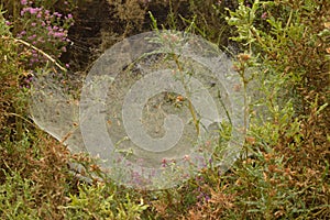 Spider Webs Covered By The Morning Dew In Rebedul. Nature, Animals, Landscapes, Travel.