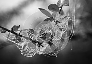 Spider webs with dew resemble jewelry