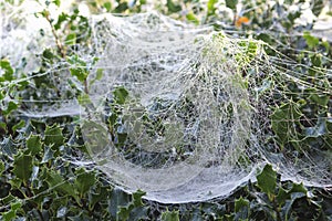 Spider webs dewdrops dawn holly tree, Netherlands