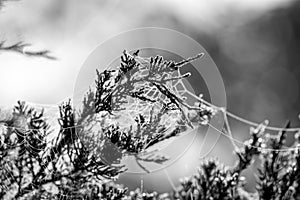 Spider webs drape Juniper branches in early morning black and white