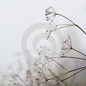 Spider webs draped on dried wild flower in a field;