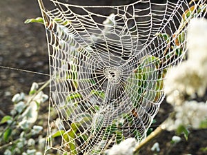 The spider webs. photo