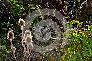 Spider webs field